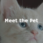 Meet the Pet